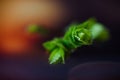 Macro of green nature leaf with dew drop.