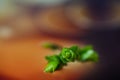 Macro of green nature leaf with dew drop.