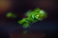 Macro of green nature leaf with dew drop.