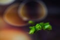 Macro of green nature leaf with dew drop.