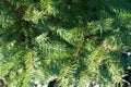 Macro of green needle-like leaves of spruce