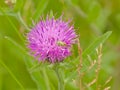 potato capsid bug on a thistle flower