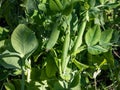 Macro of green pea pods growing and maturing peas on plant with green leaves in sunlight in summer Royalty Free Stock Photo