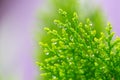 Macro of green pine branch with rain drops ,Pine needle with big dewdrops after rain Royalty Free Stock Photo