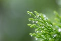 Macro of green pine branch with rain drops ,Pine needle with big dewdrops after rain Royalty Free Stock Photo