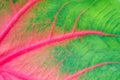 Macro of green and pink caladium leaf with vibrant pattern and texture Royalty Free Stock Photo
