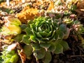 Macro of green plant houseleeks or liveforever Sempervivum sp. composed of tufted leaves in rosettes in sunlight Royalty Free Stock Photo