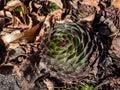 Houseleeks or liveforever (Sempervivum sp.) composed of tufted leaves in rosettes in sunlight Royalty Free Stock Photo