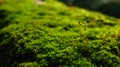 Macro green Pogonatum plants