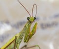 Macro green praying mantis bites its antennae Royalty Free Stock Photo