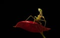 Macro of a green Praying Mantis ready to pounce