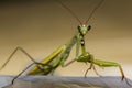 Macro green praying mantis seen from front