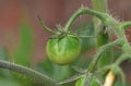 Macro of green / red / orange tomatoes / flowers growing in the garden, photo taken in the UK Royalty Free Stock Photo