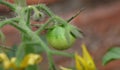 Macro of green / red / orange tomatoes / flowers growing in the garden, photo taken in the UK Royalty Free Stock Photo