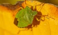 A macro of a Green shield bug on an autumn leaf Royalty Free Stock Photo