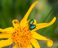 Macro of 2 green shimmering beetles on a arnica montana blossom