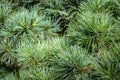Macro of green and silvery pine Pinus parviflora Glauca needles. Original texture of natural greenery.