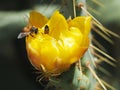Macro of a Green Spider and Bee on a Cactus Flower