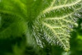 Macro of a green spiky leaf in the nature