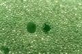 Macro of green sponge texture background Royalty Free Stock Photo