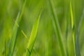 Macro green summer grass blades details, blurred