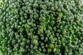 Macro green texture view on broccoli vegetable inflorescences background