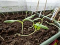 Macro of green tomato plant seedlings growing in a pot on the window sill in bright sunlight. Vegetable seedling in pot. Indoor Royalty Free Stock Photo