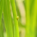 Macro of a green tree hopper Royalty Free Stock Photo
