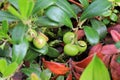Macro of green unripe berries on lowbush cranberry