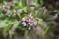 Macro of green wild blueberries growing in summer Royalty Free Stock Photo