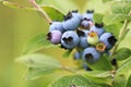 Macro of green wild blueberries growing in summer Royalty Free Stock Photo