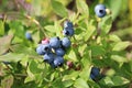 Macro of green wild blueberries growing in summer Royalty Free Stock Photo