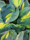 Macro green yellow leaves Hosta garden background