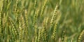 Macro green young fields Wheat panorama, rural countryside Royalty Free Stock Photo