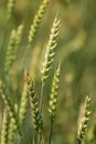 Macro green young fields Wheat panorama, rural countryside Royalty Free Stock Photo