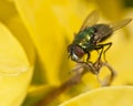 Macro of greenbottle fly (Lucilia) on yellow leaves Royalty Free Stock Photo