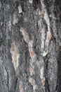 Macro of grey and brown bark of pine Royalty Free Stock Photo