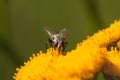 Macro of Grey Fly Drinking from Tansy Flower. Royalty Free Stock Photo