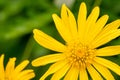 Macro grey leaved euryops flower Royalty Free Stock Photo