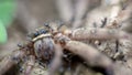 Macro of a group of ants attacking and eating a giant crab spider Royalty Free Stock Photo