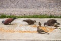 Macro group asian Grey pigeons ,dove eating food bird