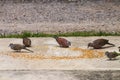 Macro of group asian Grey pigeons ,dove and little bird eating f
