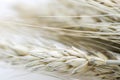 Macro Group blur gold Ears of wheat on white backgro