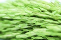 Macro group green light Ears of wheat background