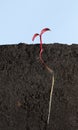 Macro of growing beetroot under ground Royalty Free Stock Photo