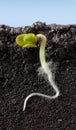 Macro of growing under ground cucumber sprout