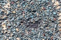 Macro of hail damage on a shingle residential roof circled with a chalk outline during a home inspection.