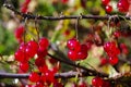 Macro of hanging ripe red currants from a branch with no leaves