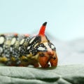 Red horn fake head of spurge hawk-moth Royalty Free Stock Photo