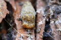 Macro head of adult Caucasian mollusk Arion ater slug on tree ba Royalty Free Stock Photo